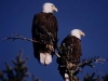 Two bald eagles on our property-400.jpg